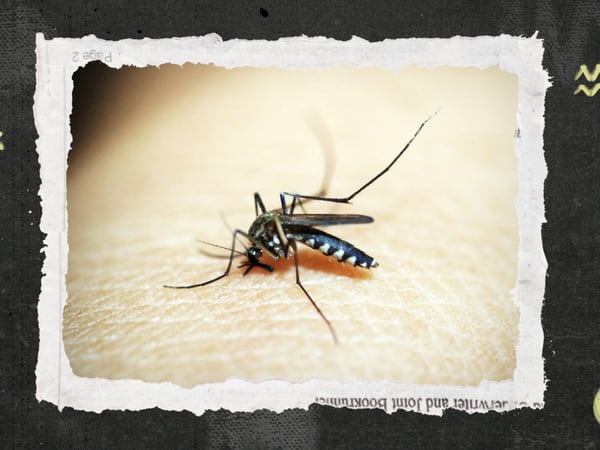 Dengue llegará a México en el 2039, según este estudio