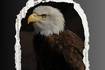 Águila real: conoce el verdadero motivo por el que es el símbolo nacional de México